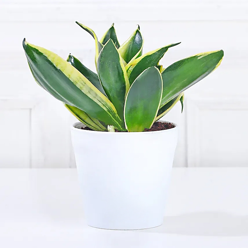 MILT Sansevieria Plant in Plastic Pot- White - Image 3