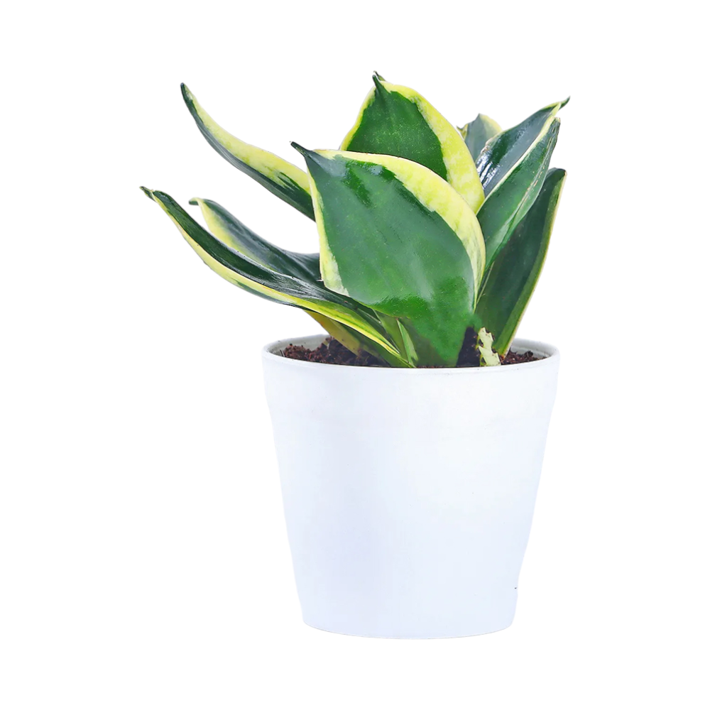 MILT Sansevieria Plant in Plastic Pot- White - Image 4