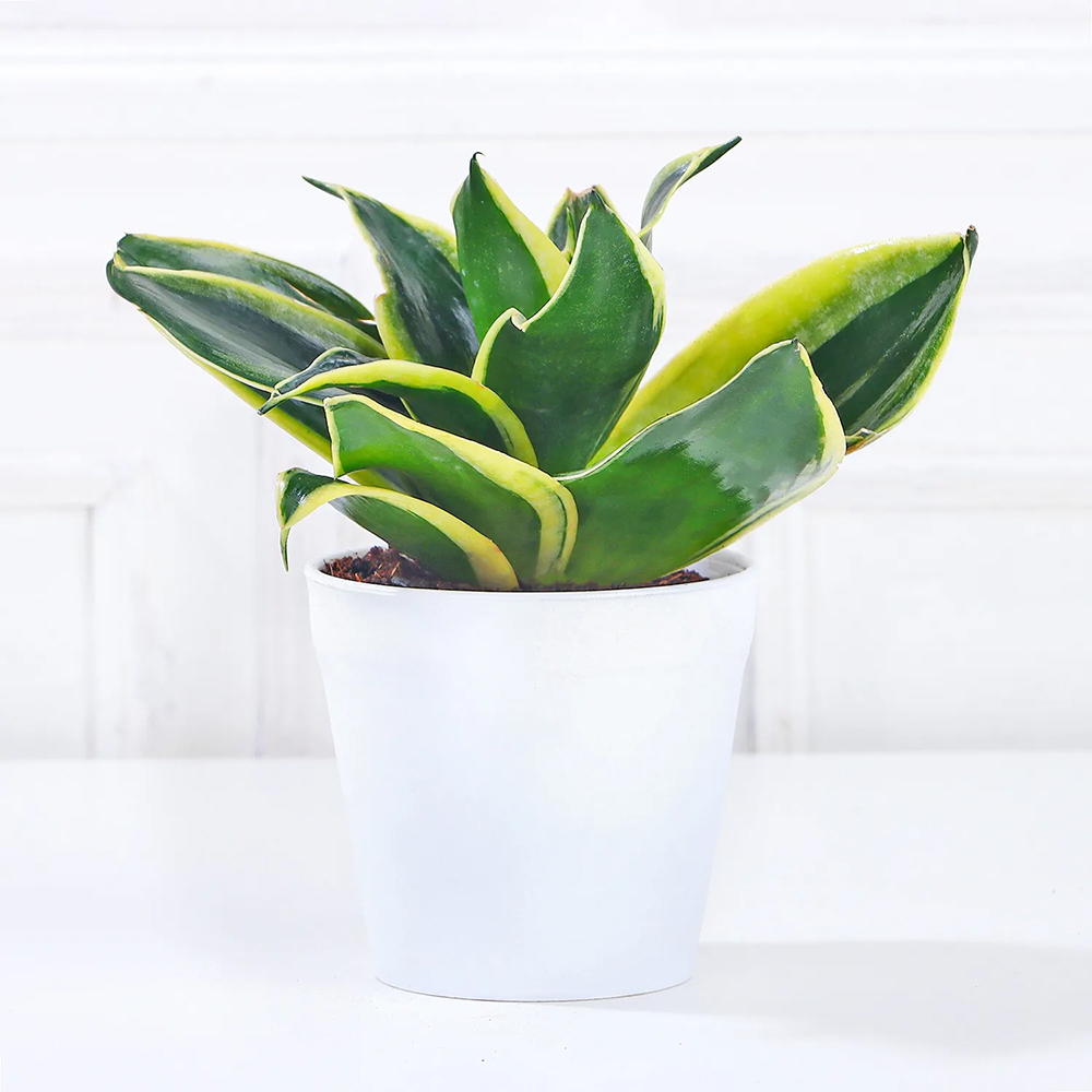 MILT Sansevieria Plant in Plastic Pot- White