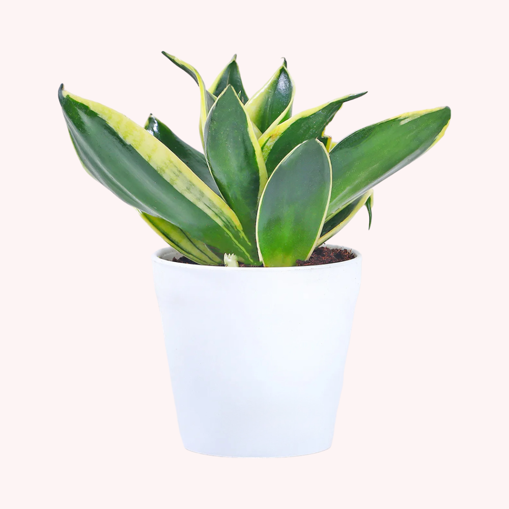 MILT Sansevieria Plant in Plastic Pot- White - Image 2