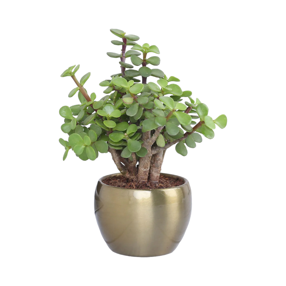 Jade Plant In Gold Tone Metal Pot