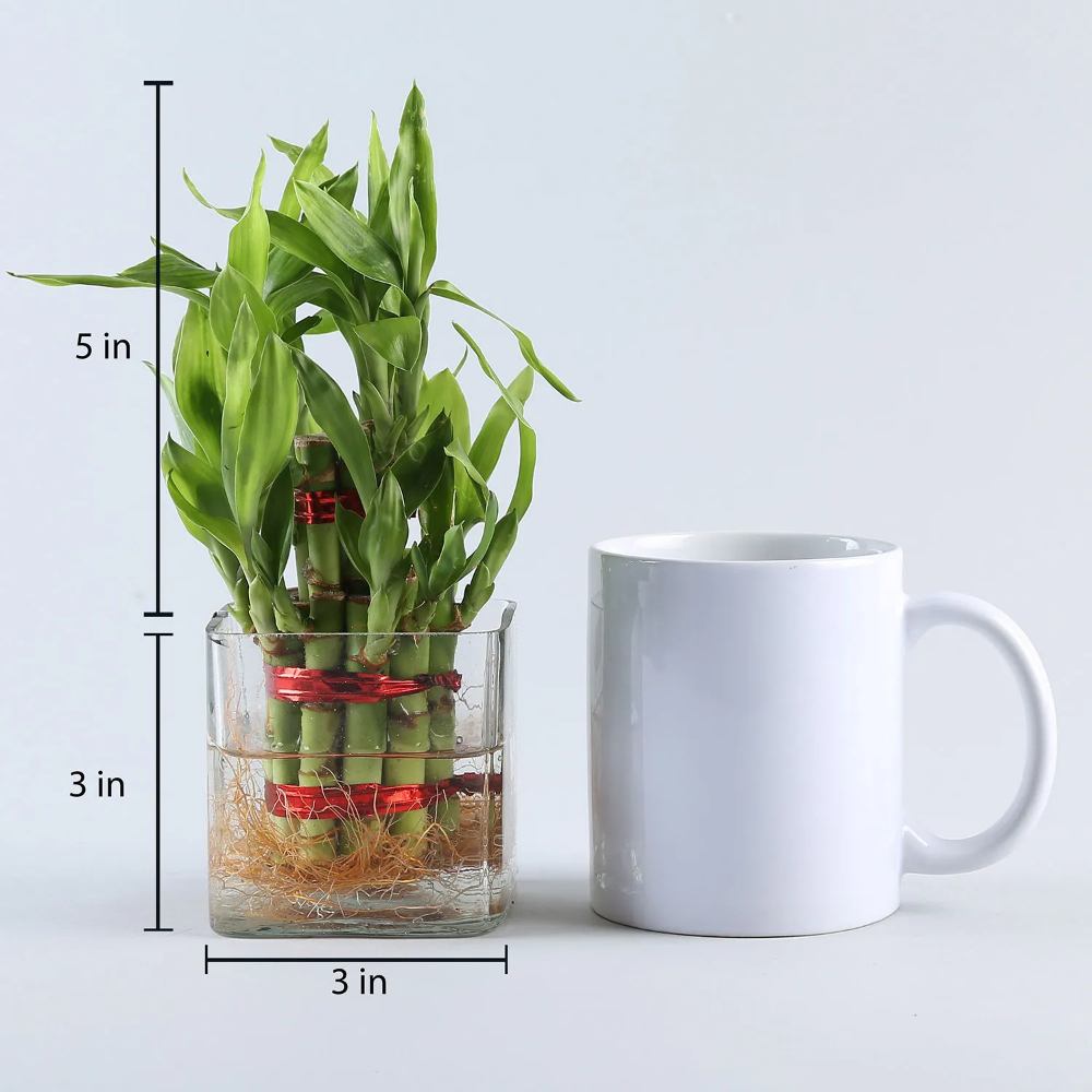 Square Vase 2 Layer Bamboo Plant - Image 4