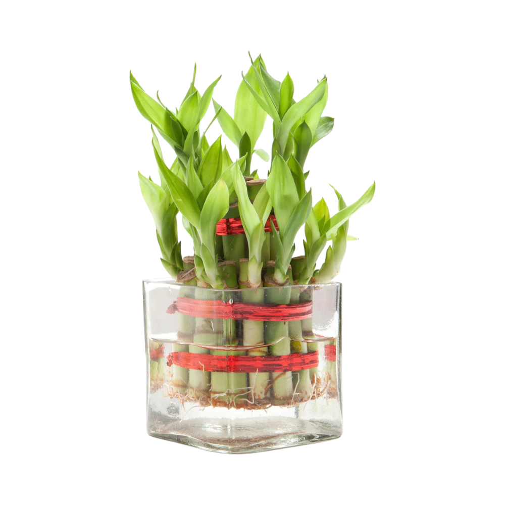 Square Vase 2 Layer Bamboo Plant - Image 5