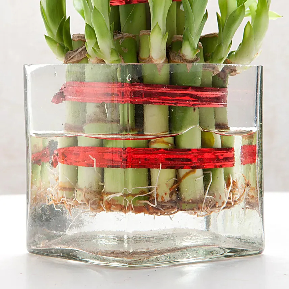 Square Vase 2 Layer Bamboo Plant - Image 2
