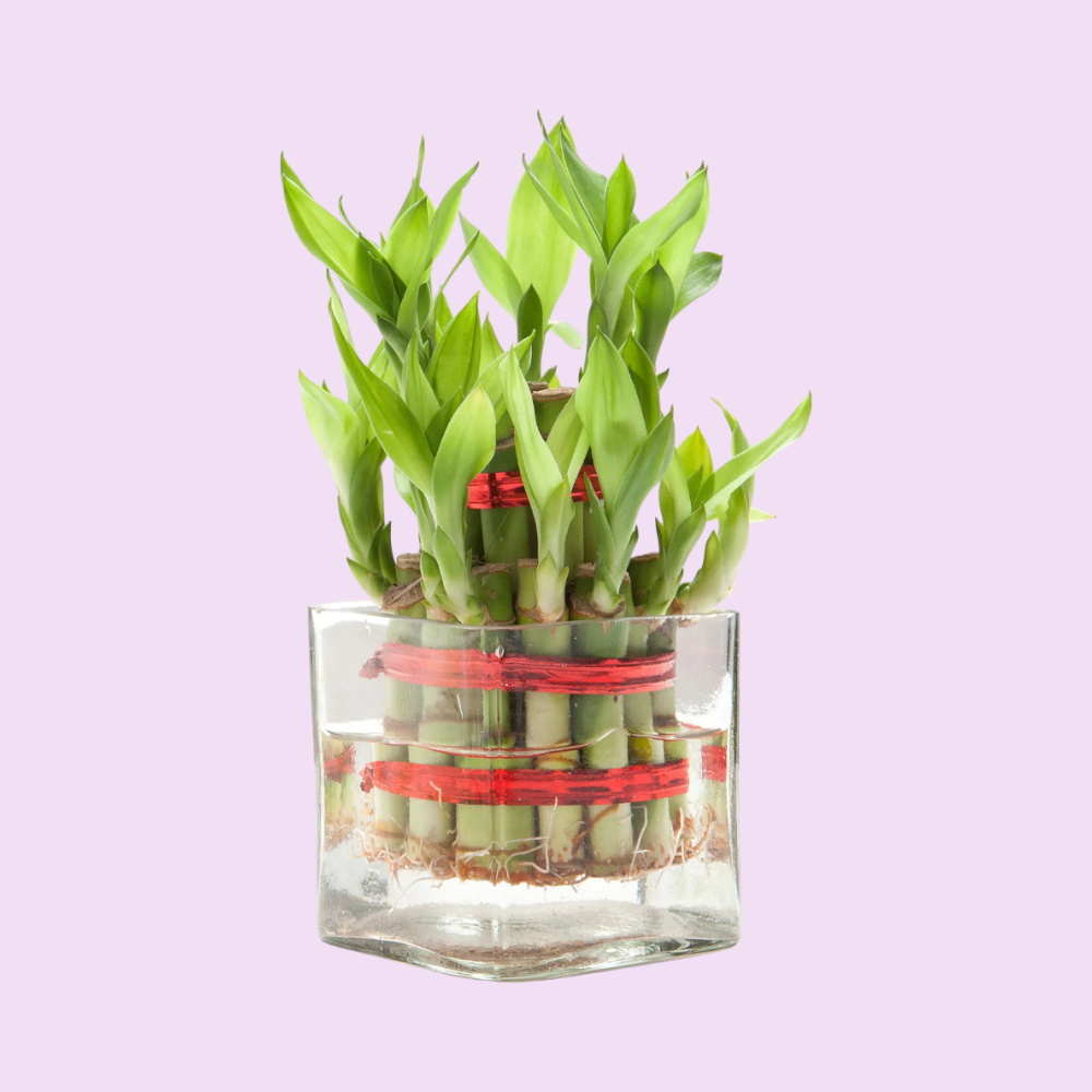 Square Vase 2 Layer Bamboo Plant - Image 3