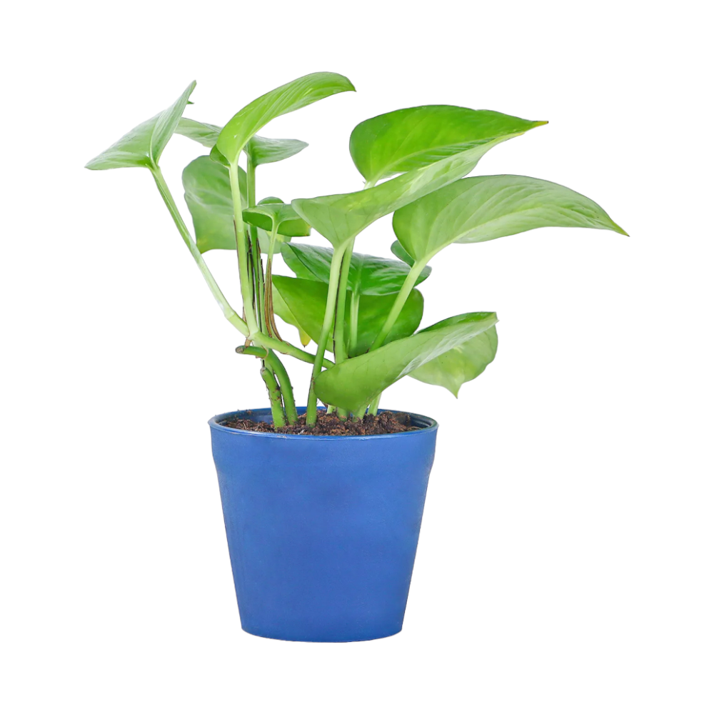 Golden Money Plant in Blue Plastic Pot- Blue